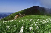 33 Salendo i dossi del Linzone, imbiancati di narcisi